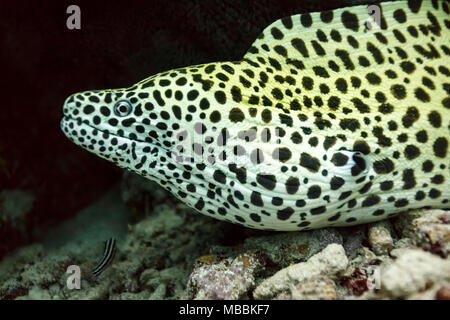 Nahaufnahme des gelb gefleckten Muränen-Aals Kopf auf Stockfoto