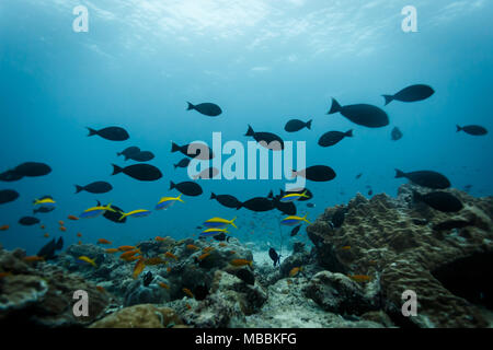 Schule der große schwarze Fische schwimmen oben Coral Reef Stockfoto