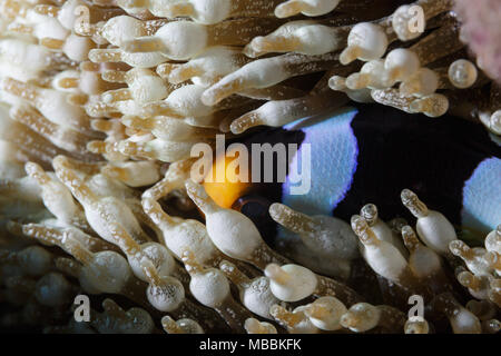 Clownfisch, blau und schwarz gestreifte Anemonenfisch, versteckt in Seeanemone Stockfoto