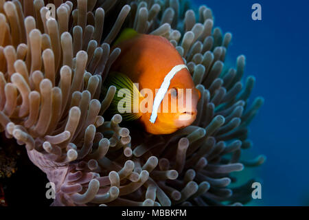 Clownfische, Anemonenfische, versteckt in Meeresanemone Stockfoto