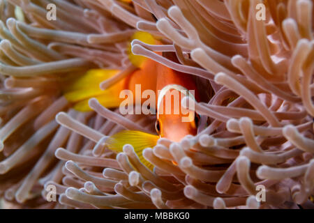 Orange clownfisch und ein Anemonenfisch, versteckt in den Tentakeln einer Seeanemone Stockfoto