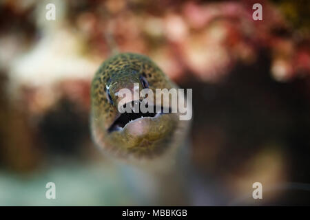 Nahaufnahme von Kopf Gesicht mit offenen Mund grün gefleckte Muränen und, Gymnothorax moringa, mit scharfen Zähnen angezeigt Stockfoto