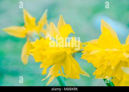 Wilden Narzissen Blumen auf britische Wiese im Frühling, Natur abstrakt, Frühling Großbritannien. Stockfoto