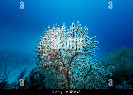 Weiße Polypen von rot Verzweigung coral Kolonie Millepora alcicornis verlängert, mit blauem Meer Hintergrund Stockfoto