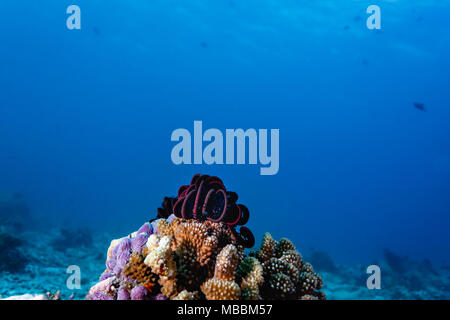 Große prallte feather Coral sitzt oben auf große Korallenblöcke Bergspitze mit blauen Meer im Hintergrund Stockfoto