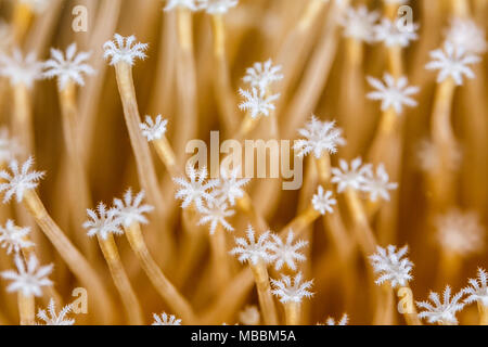 Nahaufnahme des White Star geformt Polypen der Trauerweide, Catalaphyllia jardinei Leder Coral Stockfoto