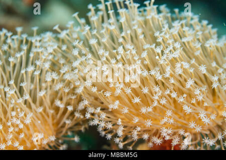 Nahaufnahme des White Star geformt Polypen Trauerweide Leder, soft Coral, sarcophyton oder fliegenpilz Coral, Catalaphyllia jardinei. Stockfoto