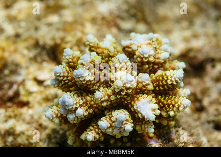 Nahaufnahme der Jungen coral Verzweigung blau weiß Wachstum Tipps, Acropora Florida Stockfoto