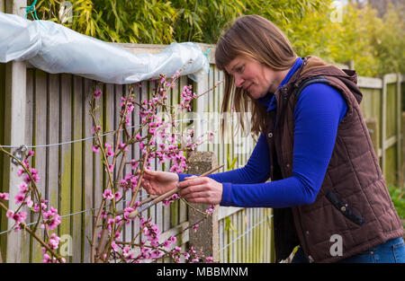 Weibliche Gärtner manuell Bestäubung einen Ventilator ausgebildet Pfirsich "Rochester" Stockfoto