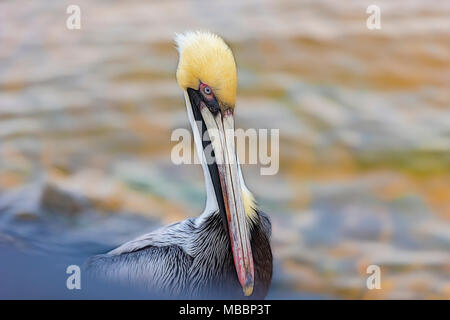 Braune Pelikane in St. Andrews State Park, Panama City, Florida fotografiert. USA Stockfoto