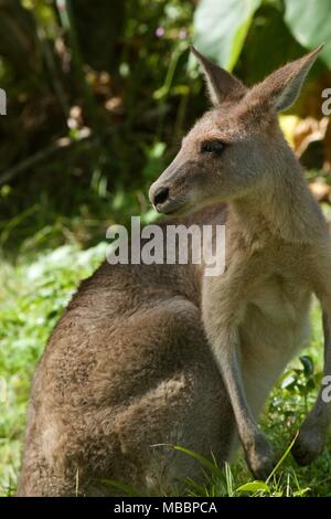 Kangaroo portrait Stockfoto