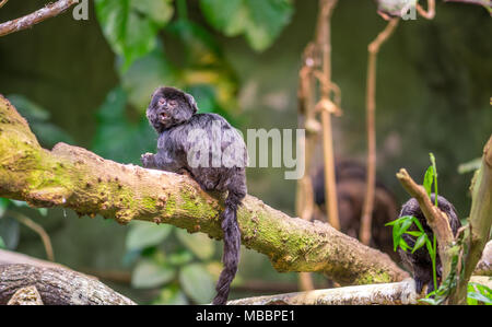 Der goeldi marmoset Stockfoto