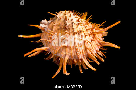 Orange stacheligen Oyster shell in den warmen Gewässern der See von Cortez gefunden. Stockfoto