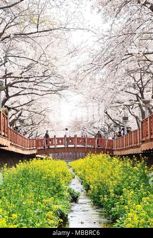 JINHAE, KOREA - April 2, 2009: Yeojwacheon in Jinhae, Korea. Berühmte Ort für koreanische Kirschblüten Stockfoto