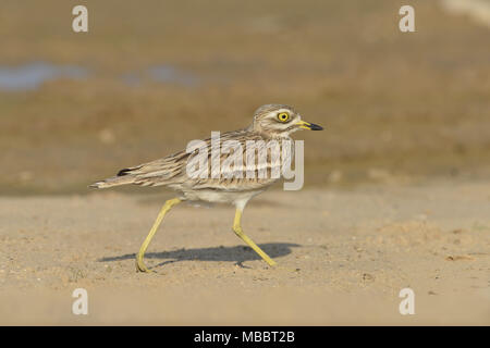 Stein - Burhinus oedicnemus Curlew Stockfoto