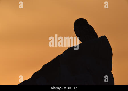 Lilith Steinkauz - Athene noctua lilith Stockfoto