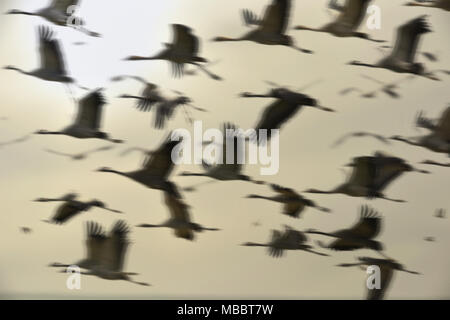 Kranich - Grus grus Stockfoto