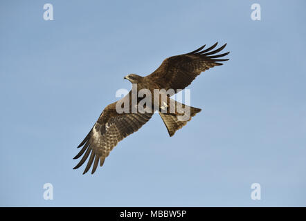 Schwarzmilan - Milvus migrans Stockfoto