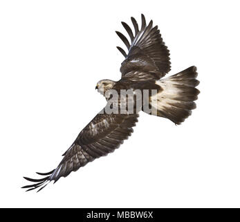 Rauen-legged Buzzard - Buteo lagopus Jugendlicher Stockfoto