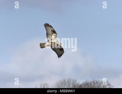 Rough-legged Buzzard - Buteo lagopus Stockfoto