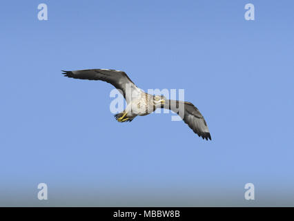 Stein - Burhinus oedicnemus Curlew Stockfoto