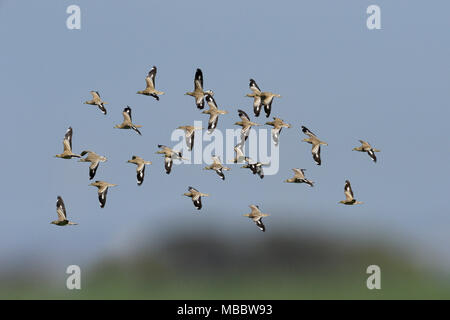 Stein - Burhinus oedicnemus Curlew Stockfoto