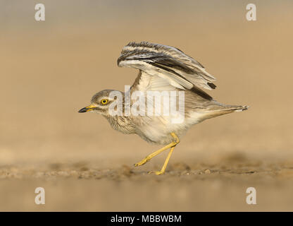 Stein - Burhinus oedicnemus Curlew Stockfoto