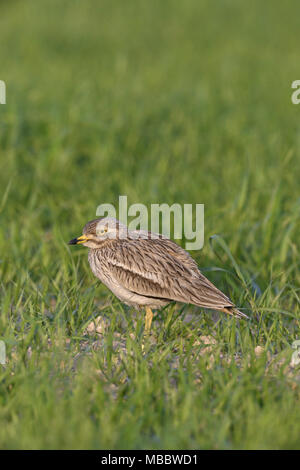 Stein - Burhinus oedicnemus Curlew Stockfoto