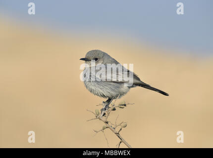 Blackstart-Oenanthe melanura Stockfoto