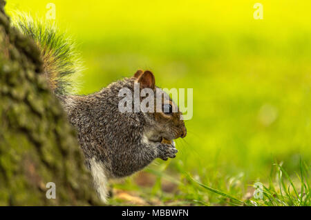 Abington Park, Wildlife Stockfoto