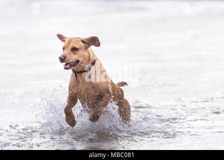 Ein Labrador in das Meer bei Fistral Beach in Newquay Cornwall. Stockfoto