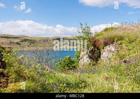 Wilden Glockenblumen (Endymion nonscriptus) Blühende im offenen auf Ardbhan Craigs im Frühsommer an der schottischen Westküste. Oban, Schottland, Großbritannien Stockfoto