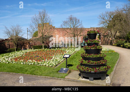 Weg zum Schloss mit Primeln blühen in bunten Beeten in Gärten im Frühjahr. Shrewsbury, Shropshire, West Midlands, England, Großbritannien, Großbritannien Stockfoto
