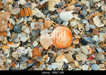 Shell am Strand, Hobe Sound National Wildlife Refuge, Florida Stockfoto