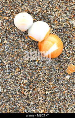 Shell am Strand, Hobe Sound National Wildlife Refuge, Florida Stockfoto