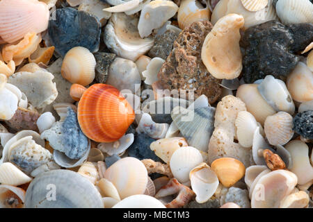 Shell am Strand, Hobe Sound National Wildlife Refuge, Florida Stockfoto