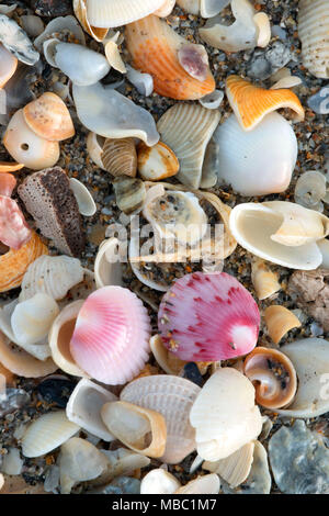 Shell am Strand, Hobe Sound National Wildlife Refuge, Florida Stockfoto