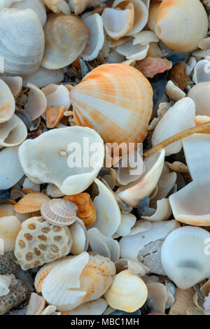 Shell am Strand, Hobe Sound National Wildlife Refuge, Florida Stockfoto