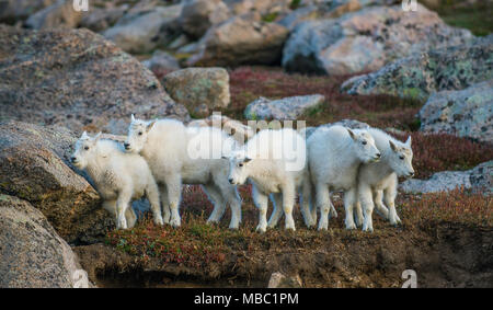 Schneeziege (Oreamnos americanus) Kinder spielen, Rocky Mountains, CO, USA, durch die Bruce Montagne/Dembinsky Foto Assoc Stockfoto