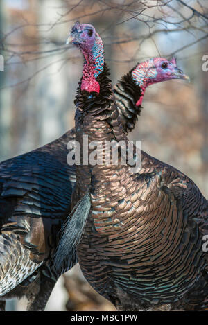 Paar Östlichen wilde Truthähne (Meleagris gallopavo silvestris), Winter, im Osten der USA, von Bruce Montagne/Dembinsky Foto Assoc Stockfoto