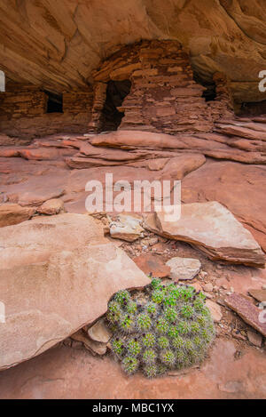 Anasazi Ruinen bei Mule Canyon, uralten Pueblo Ruinen, Utah, USA, von Bruce Montagne/Dembinsky Foto Assoc Stockfoto