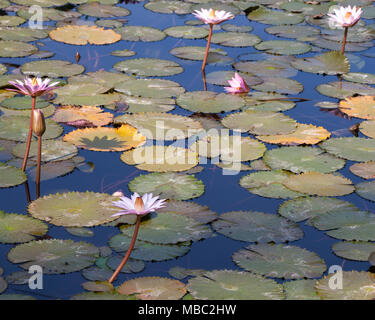 Seerosen in der Nähe von Tiskita Lodge im Südwesten Costa Ricas Küste Stockfoto