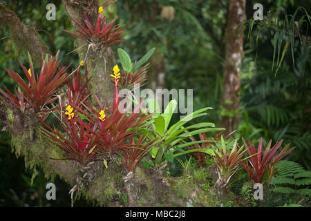 Blühende Bromelien auf einem Baumzweig, Botanischer Garten Wilson auf der Biologischen Station Las Cruces in der Provinz Puntarenas, Costa Rica Stockfoto