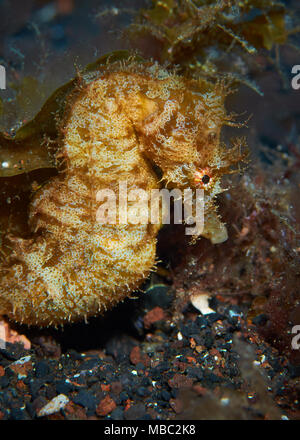 Kurze-snouted Seepferdchen (Hippocampus Hippocampus) Nahaufnahme in Mar de las Calmas Marine Reserve (El Hierro, Kanarische Inseln, Spanien) Stockfoto