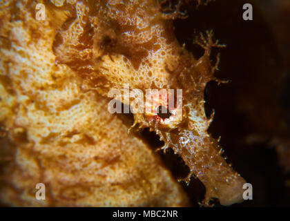 Kurze-snouted Seepferdchen (Hippocampus Hippocampus) Nahaufnahme portrait in Mar de las Calmas Marine Reserve (El Hierro, Kanarische Inseln, Spanien) Stockfoto