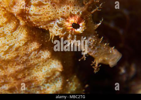 Kurze-snouted Seepferdchen (Hippocampus Hippocampus) Nahaufnahme portrait in Mar de las Calmas Marine Reserve (El Hierro, Kanarische Inseln, Spanien) Stockfoto