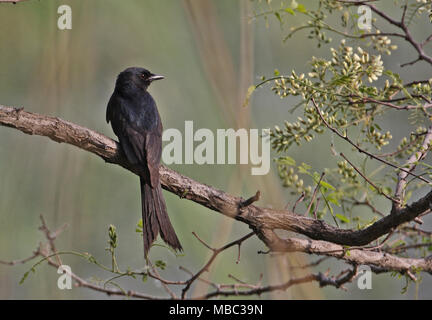 Schwarz Drongo (Dicrurus macrocercus cathoecus) ersten Sommer auf Zweig Beidaihe, Hebei, China, Mai 2011 thront Stockfoto