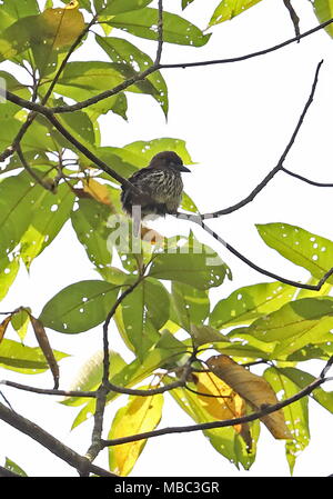 Lanceolated Monklet (Micromonacha Integrifolia) Erwachsenen auf dem Zweig Bombascaro Flusses, Ecuador Februar Stockfoto