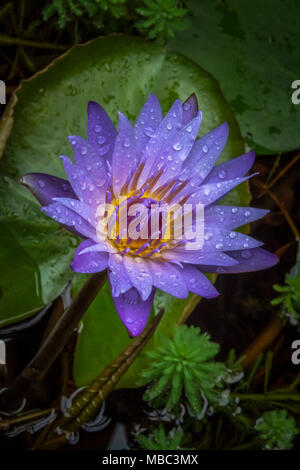 Schöne Seerose closeup Bild aufgenommen wurde, nachdem der Regen aufgehört Stockfoto