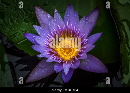 Schöne Seerose closeup Bild aufgenommen wurde, nachdem der Regen aufgehört Stockfoto